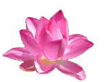 Bild einer Lotusblüte